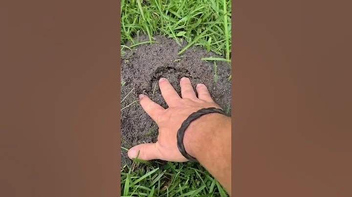Fire Ants! Beware! Don't Try This At Home😳😱 #fireants #shorts #dangerous #nature