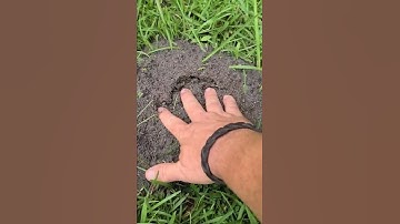 Thumbnail of Fire Ants! Beware! Don't Try This At Home😳😱 #fireants #shorts #dangerous #nature