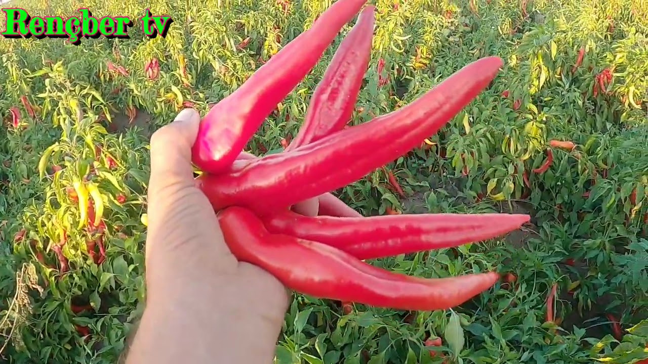 salçalık biber hasadı