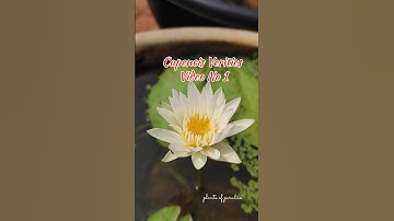 White capencis #waterlily #tropical #youtube #shortvideo #hitsong #trending #gardening #homegarden