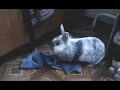 The rabbit is washing the floor. Кролик моет пол