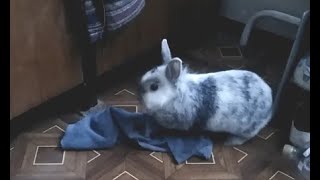 The rabbit is washing the floor. Кролик моет пол