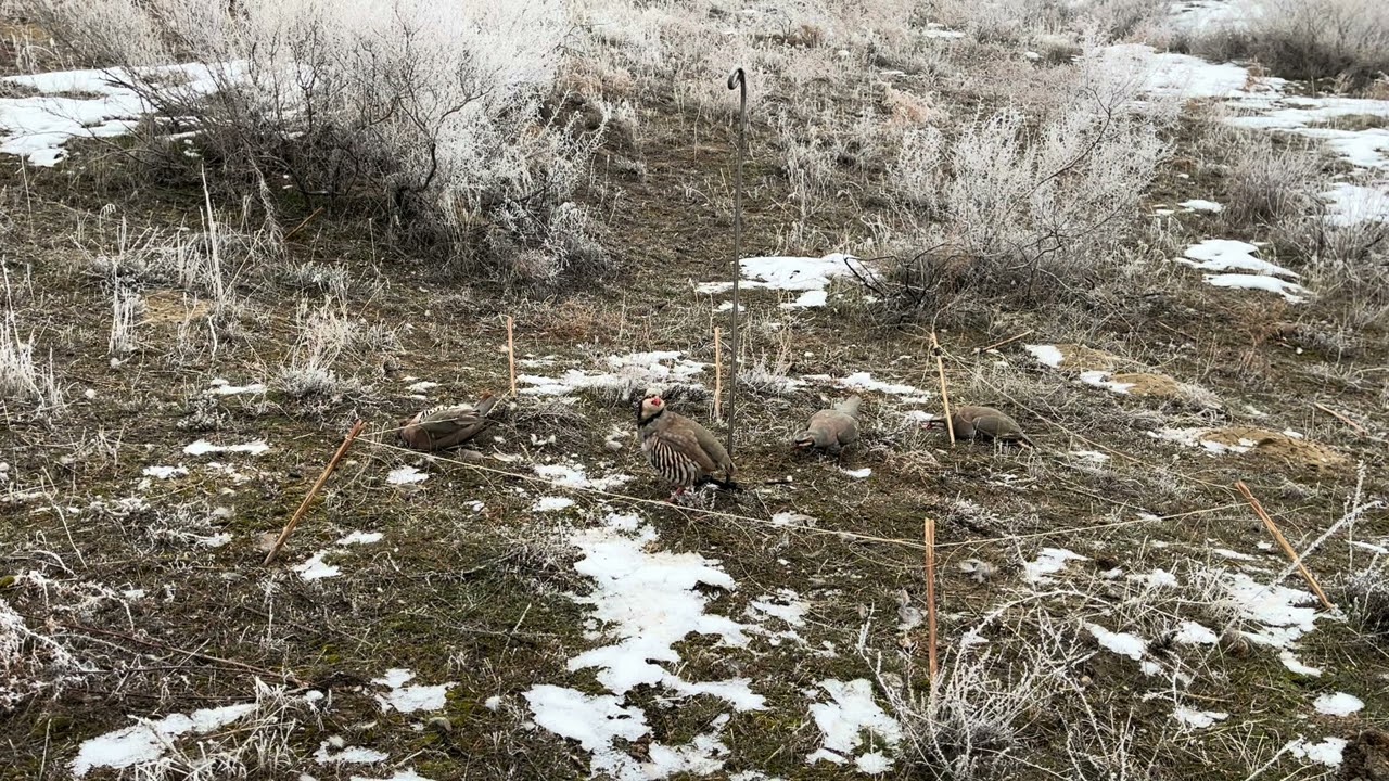 Тамошо ва истироҳат кунед бачаҳой ғариб