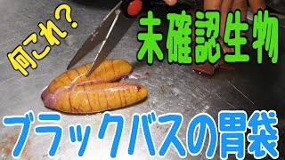ブラックバスの胃袋から凄い物が出てきた！