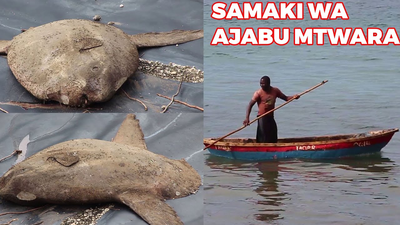 Mtazame Samaki wa ajabu aliyevuliwa Mtwara, Wavuvi wazungumza kilichotokea