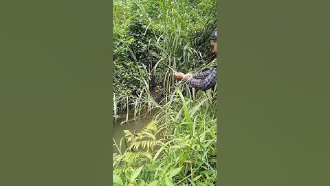Ga di sangka selokan kecil ini ternyata sarang nya ikan wader! #mancing #fishing #mancingwader