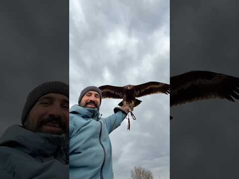 La mia aquila arriva velocissima 😅 #theeagleman #aquila #animali #perte #foryou