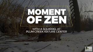 Moment of Zen: Squirrel at Plum Creek Nature Center