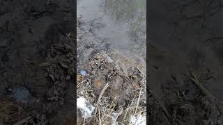 Чьи следы? Пишем в комментариях свои варианты :)