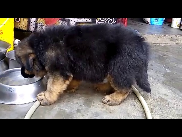 German shepherd pup 2 month double coat 