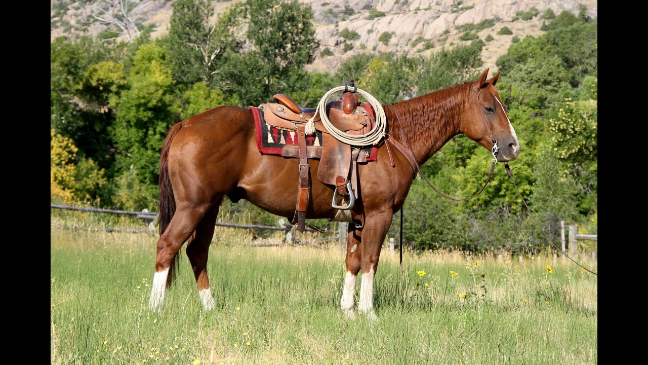 2020 DiamondMcNabb Ranch Horse Sale Preview Part Two YouTube