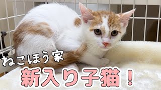 【新入り】我が家に子猫がやってきました