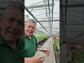 "Cómo usar plantas aromáticas para atraer y controlar plagas en el huerto"