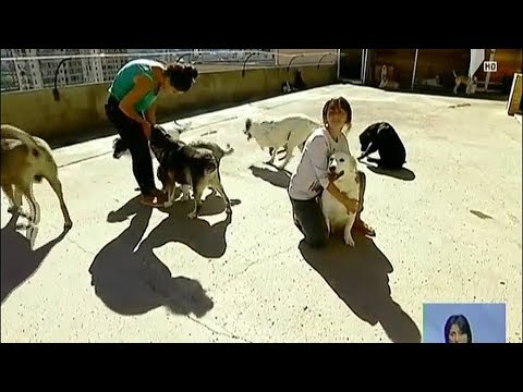 კანონპროექტი ცხოველების დაცვაზე