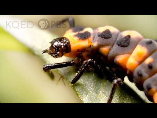Watch Ladybugs Go From Goth to Glam | Deep Look