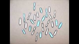 At Rice University, Oleg Igoshin and colleagues discover an interes...