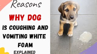 Dog Coughing and Vomiting White Foam (Causes, Reasons, And How to help)