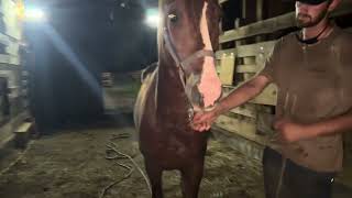Sold 7566 chestnut Arabian stud 9yr old 14h$750+40 coggins deadline 8/24/26