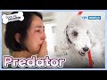 He Could Attack Small Children😨😥 [Dogs are incredible : EP.191-4] | KBS WORLD TV 231017