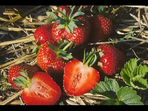 Video: Growing Strawberries On Non-woven Fabric