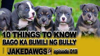 Don't Buy an American Bully Until You Watch This! | AMERICAN BULLY PHILIPPINES MICRO EXOTIC BREEDING Don't Buy an American Bully Until You Watch This! | AMERICAN BULLY PHILIPPINES MICRO EXOTIC BREEDING