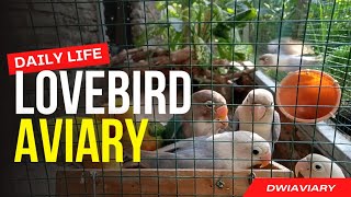 Daily Life of Lovebirds in the Aviary 02 #lovebirds