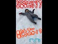 １００均のソリで、全身で滑る大ちゃん…本当に楽しいのか！？(￣▽￣;)