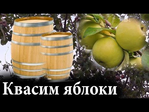 Как квасить яблоки или ЗАКВАСКА ЯБЛОК на зиму