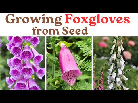 Vídeo: O que é Fairy Foxglove - Como cultivar plantas Fairy Foxglove