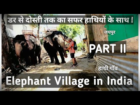 Elephant Village in India Part II देखिये I हाथी गांव जयपुर Detailed Video #jaipur #elephantvillage