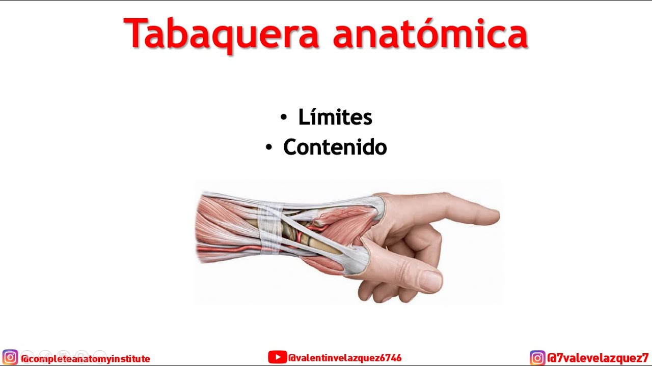 TABAQUERA ANATÓMICA EN 3D Límites y contenido YouTube