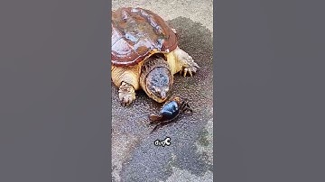 PLACE OF DISCOVERY | Turtle Speed ​​🐢 When Attacking Its Prey #shorts