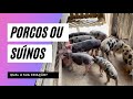 Você que cria Porcos que tal começar uma criação de Suínos?