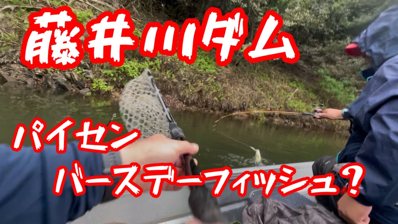 #トップウォーター #カヤックフィッシング #バス釣り #デカバス #bassfishing #fishing #藤井川ダム#アルミボート #秋バス釣り