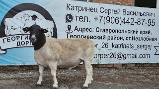 В ПРОДАЖЕ #георгиевскийдорпер #дорпер #овцы #баран #бараны