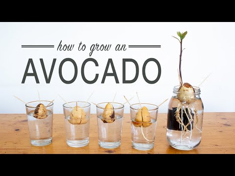 How to Grow an Avocado from Seed