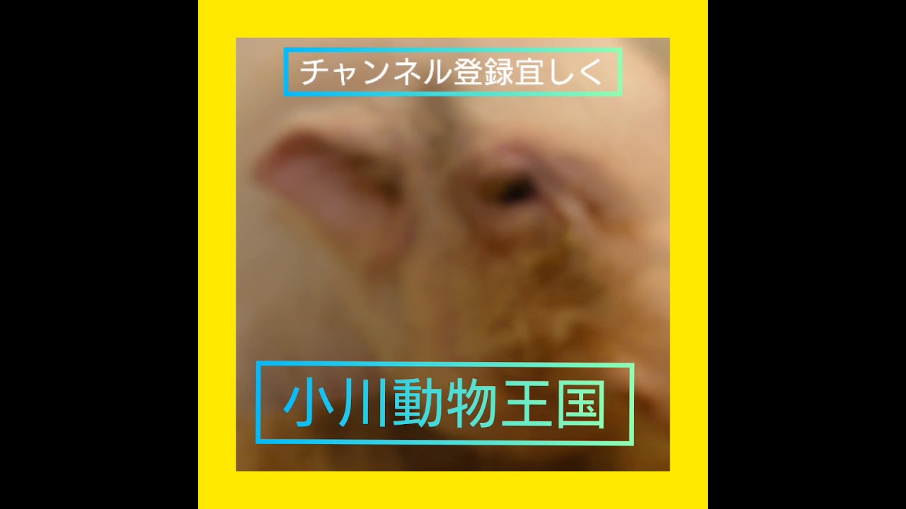 ミニ豚ブウちゃんです 元気にお風呂入ってました ミニブタ ペット 動物好き ブタ 珍獣 Youtube