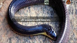 Bungarus Niger -বলদশর বষকত সপ