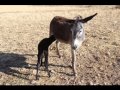 Burros de Marruecos en Sources de l’Oum-er-Rbia