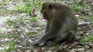 Monkeys are herbivore?