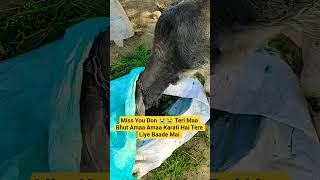 Miss You Calf 🥺😩 #claf #cow #animal #animallover #sad #videoofcow #shorts