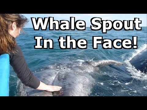 Whale Spout Shot in the Face! Touching Cute Baby Whales in the Wild
