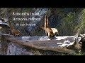 Wildlife in an Arizona Canyon - trail cam montage