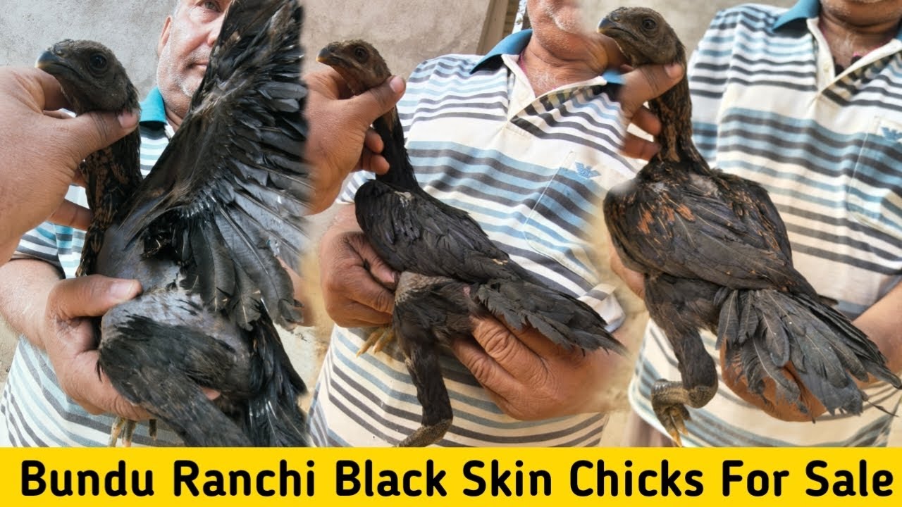Bundu Ranchi Jharkhand Black Skin Chicks || Ranchi Tamilnadu Murga Farming