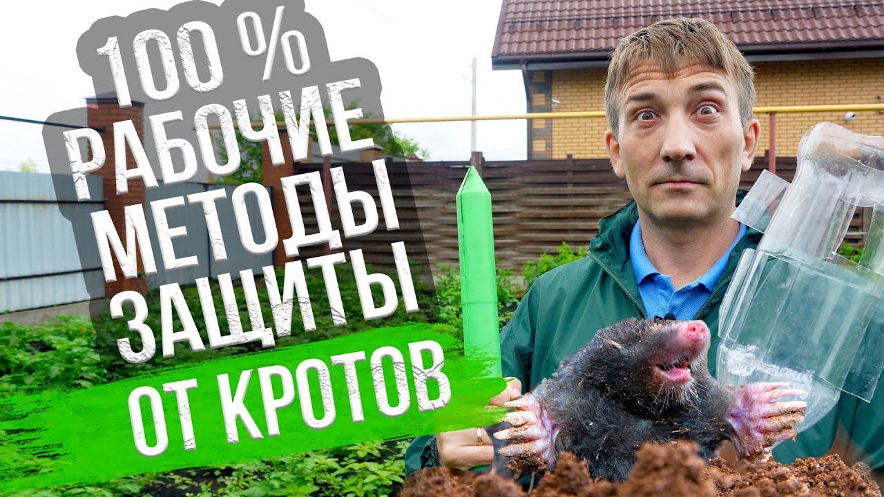 Как избавиться от кротов: эффективные способы