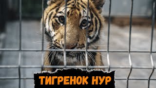 Тигренок Нур