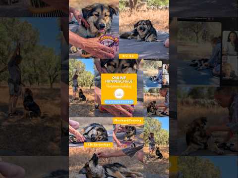 Online Hundeschule mit Tierschutzhündin Gioia - Assistenzstunden star… – Video der Hundeschule Willenskraft
