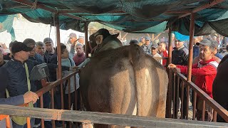 картинка: 7 октября 2025 г АНДИЖОН ШАХРИХОН ЧУЖА МОЛ БОЗОРИ КАТТА НОВВОСЛАР НАРХЛАРИ ANDIJON SHAXRIHON MOL BOZ