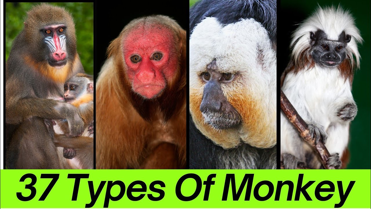 Monkey Examples Examples These Creations Shocked Me😲|Types Of Monkey|Very Informative Video|Kids ...