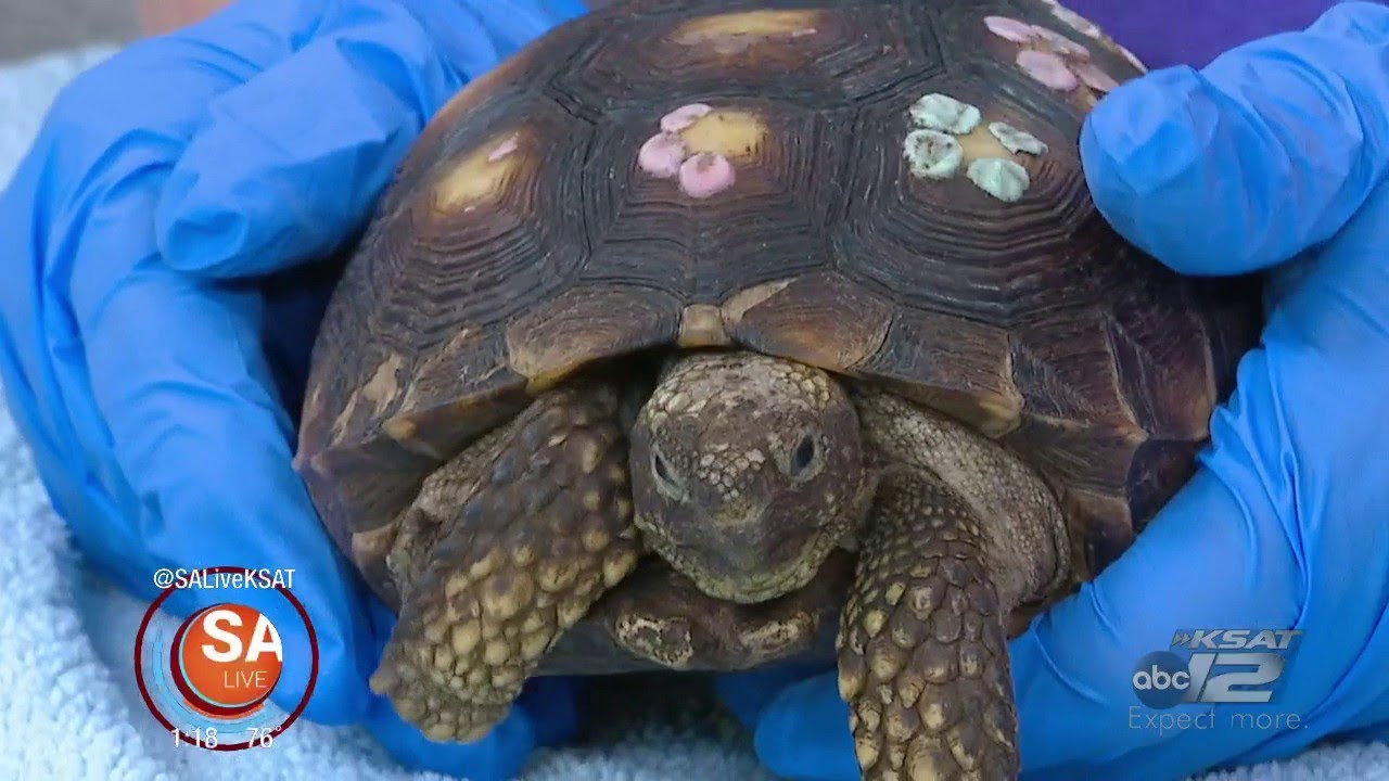 Southern Wildlife Rehab | SA Live | KSAT 12